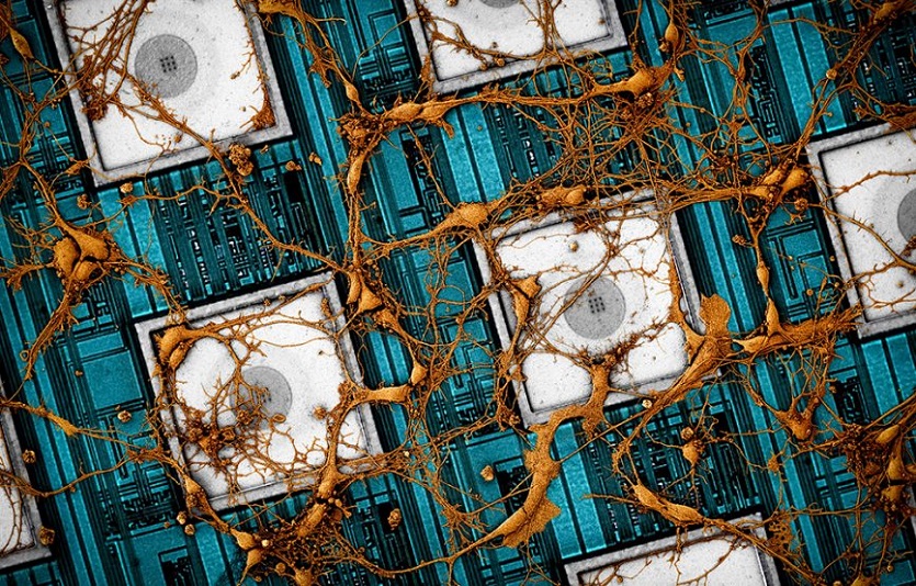삼성전자가 발표한 ‘뉴로모픽 칩’ 반도체 기술 비전 논문이 영국 학술지 ‘네이처 일렉트로닉스’에 23일 게재됐다. (삼성전자 제공)