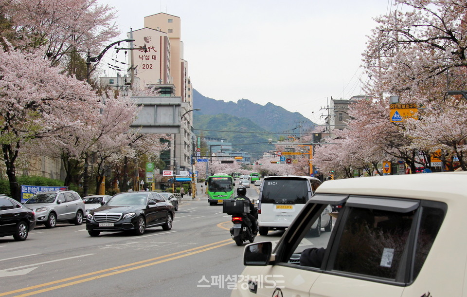 서울 관악구 낙성대로에 핀 벚꽃이 지고 있다. 5일 식목일과 청명, 6일 한식을 맞으면서 봄이 깊어가고 있어서다.  [사진=정수남 기자]