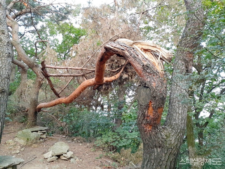 지난주 시작한 장맛비로 경기 성남시 수정구에 자리한 영장산 나무가 쓰러졌다. [사진=스페셜경제]