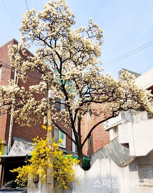 서울 마포구 주택가에 목련꽃과 개나리가 만개했다. [사진=스페셜경제]