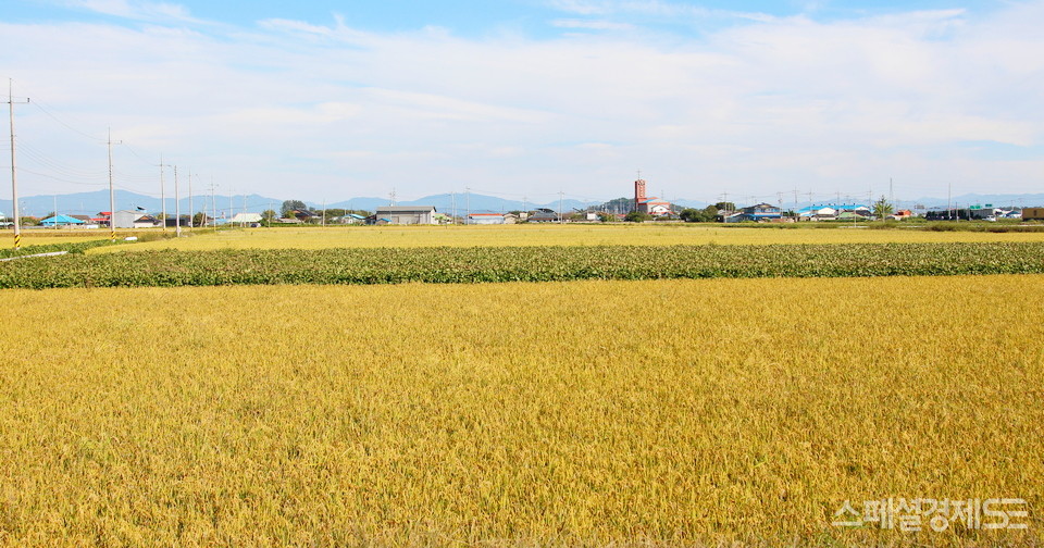 이를 고려해 일부 농가가 벼 대체 작물로 콩을(중간) 심고 있다. [사진=정수남 기자]