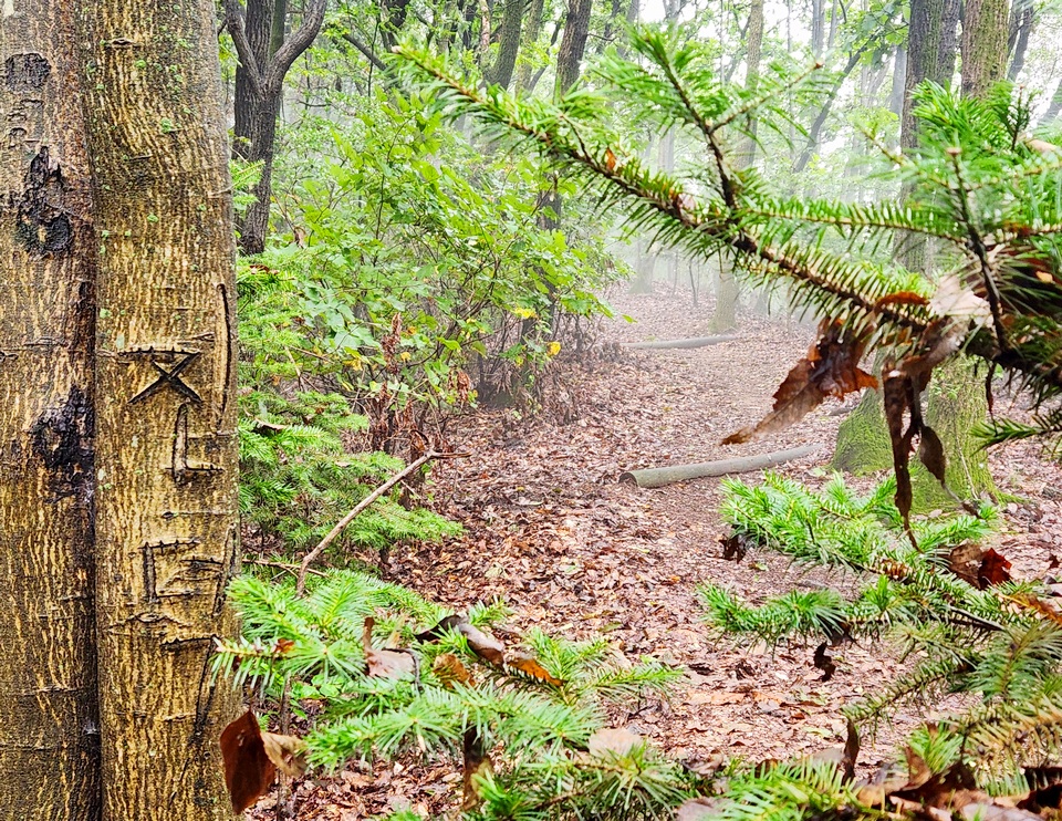 스마트 전화가 보편화하기 전, 한 등산객이 망덕산 인근에 있는 나무에 자신의 이름을 새겼다. ‘진덕’이라고.. 스마트 전화로 사진을 찍어 사회적 관계망(SNS)에 공유할 수 없던 때다. [사진=정수남 기자]