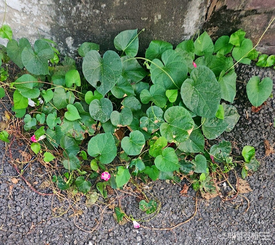겨울로 가기 싫은 듯한 나팔꽃이다. 수도권 도시 주택가에서 잡았다. [사진=정수남 기자]