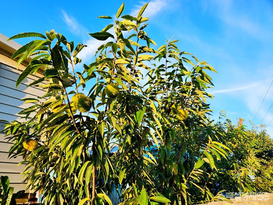 위 국도 인근 농가에서 같은 날 잡은 밤송이다. 아직 겨울로 갈 채비가 이나다. [사진=정수남 기자]