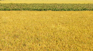 황금(金) 들녘…쌀값은 동(銅)