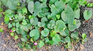 10월의 마지막 날, 이제 겨울 성큼…꽂의 몸부림?